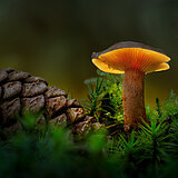 Glowing mushrooms